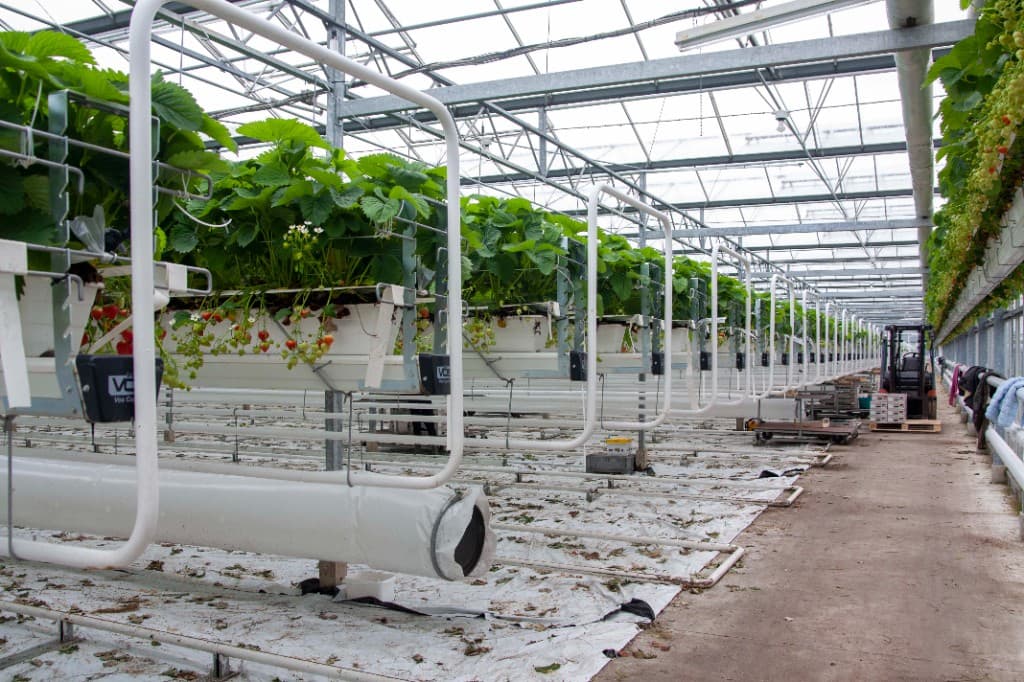 Strawberry plants with ripe fruit in elevated troughs in a commercial greenhouse